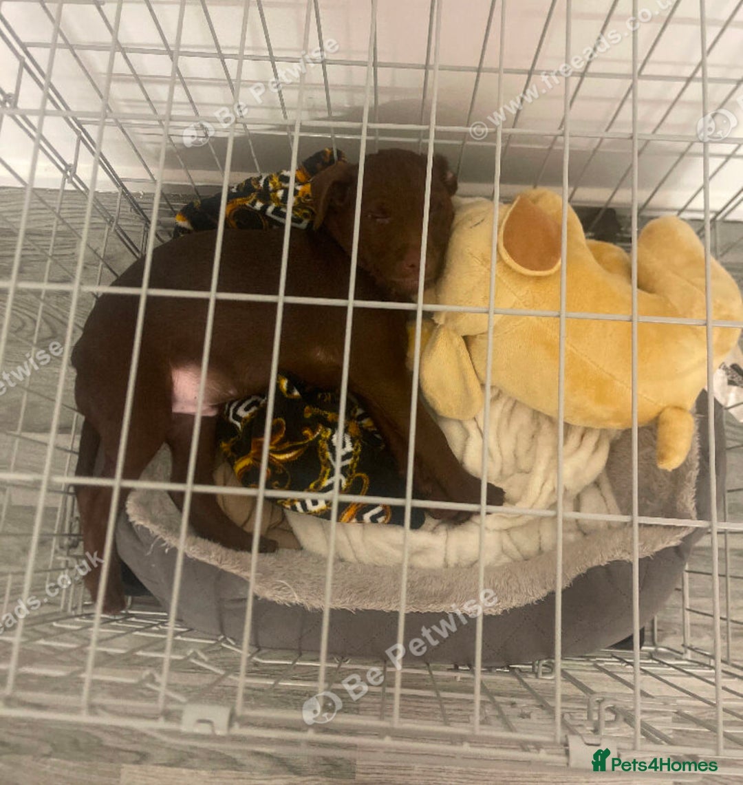 Patterdale Terrier dogs for sale: Patterdale - Advert 5