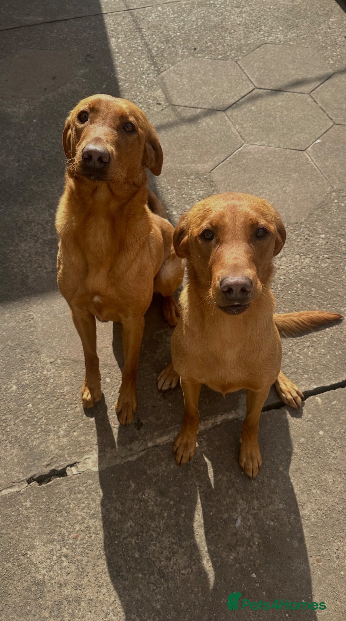 Labrador Retriever dogs Two stunning expepitional fox red  - Advert 15