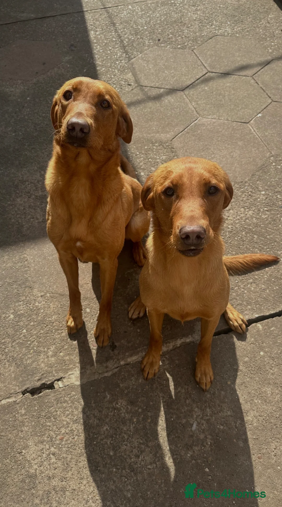 Labrador Retriever dogs for sale: Two stunning expepitional fox red  - Advert 1