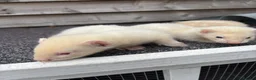 Ferret rodents for sale: Hobs ferrets male ferrets - Advert 3