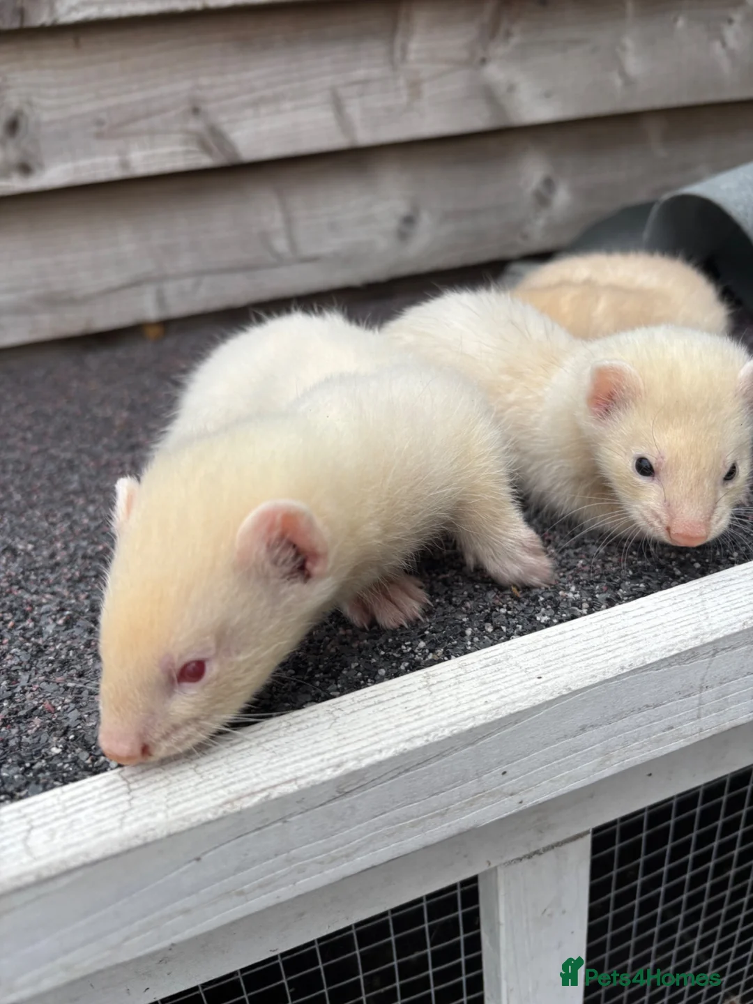 Ferret rodents for sale: Hobs ferrets male ferrets - Advert 3