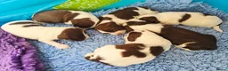 English Springer Spaniel dogs for sale: KC Health Tested, Home Reared 5 ⭐️ Liver Pups - Advert 17