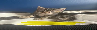 Yellow collar 