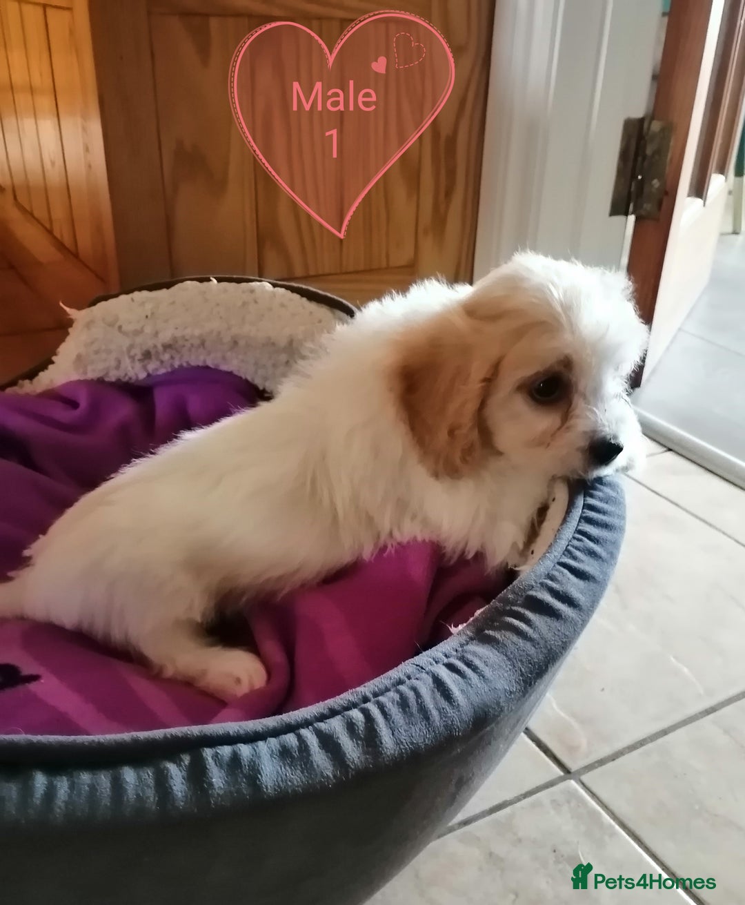 Cavachon dogs for sale: Cavachon Puppies - Image 7