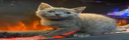 British Shorthair cats for sale: Bsh mix girl  - Advert 6