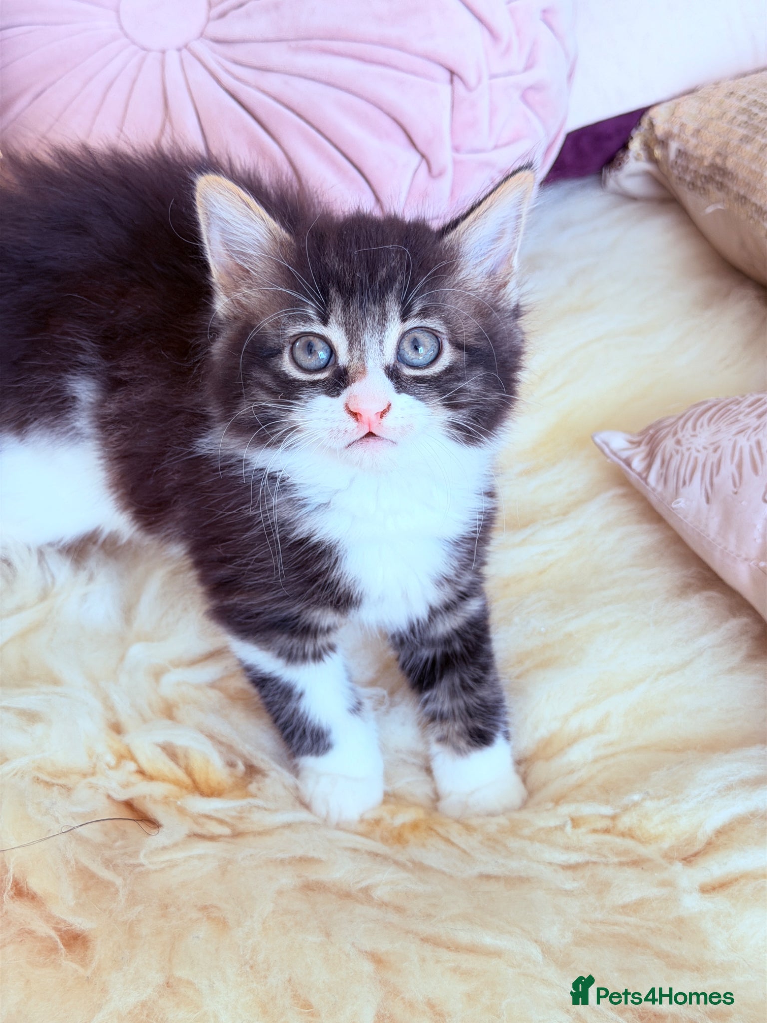 British Shorthair cats Stunning British Tabby Kittens – Ready April 4th - Advert 1