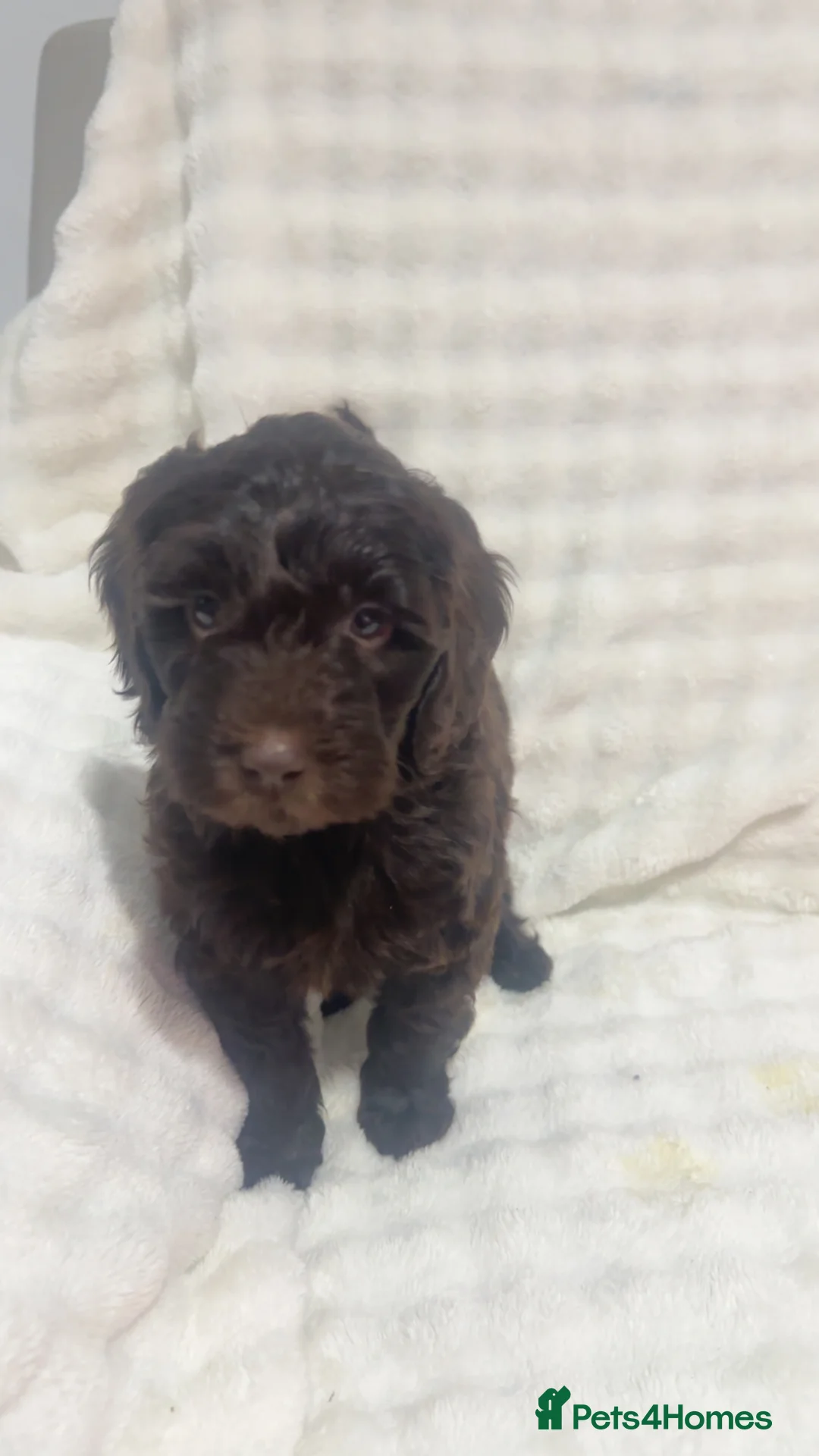 Australian Labradoodle dogs for sale: Australian labradoodle puppies  in Northampton - Advert 2