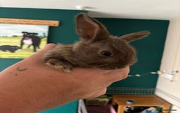 Mini Lop rabbits for sale: 8 baby rabbits - Image 6