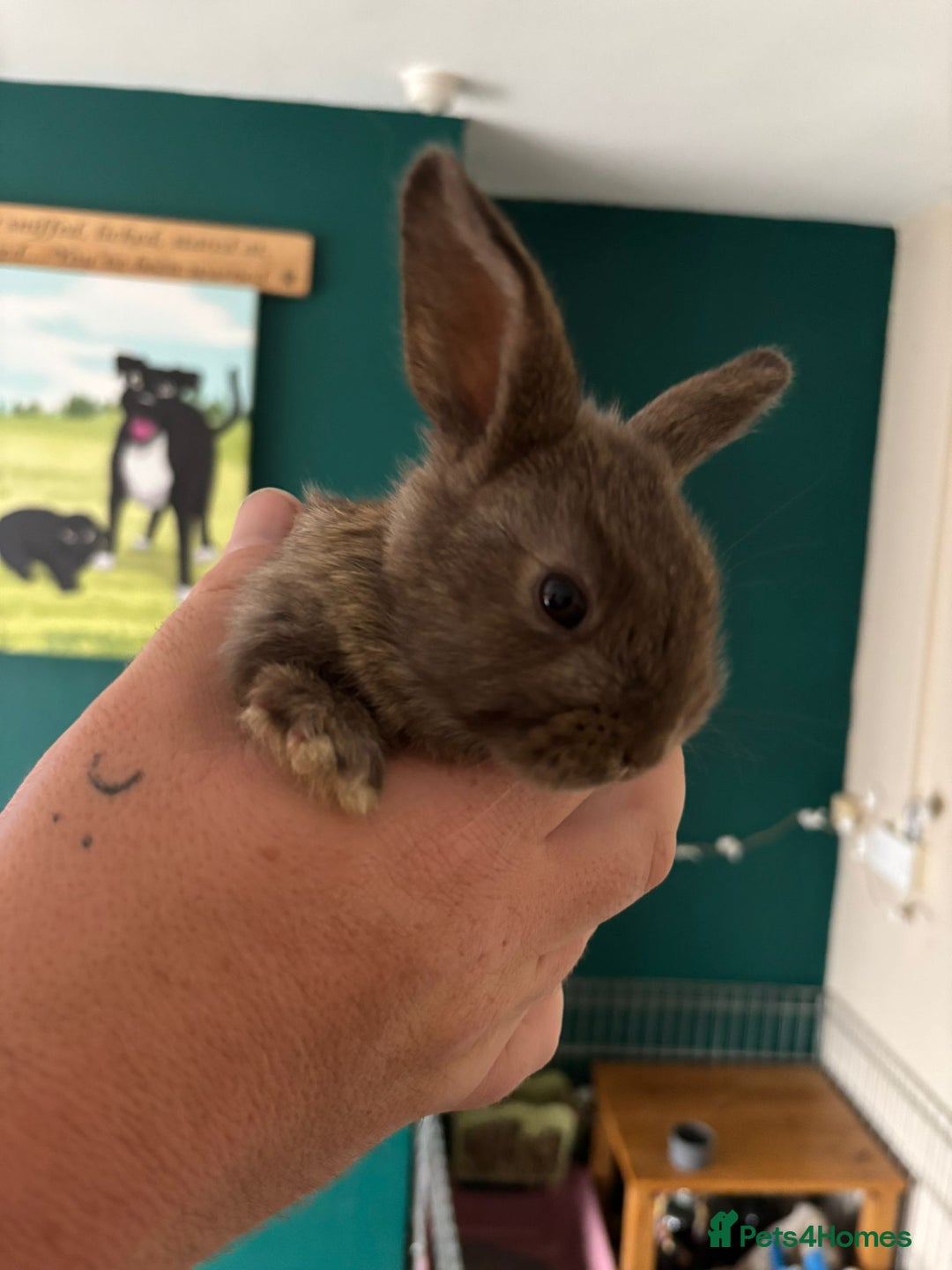 Mini Lop rabbits for sale: 8 baby rabbits - Image 6