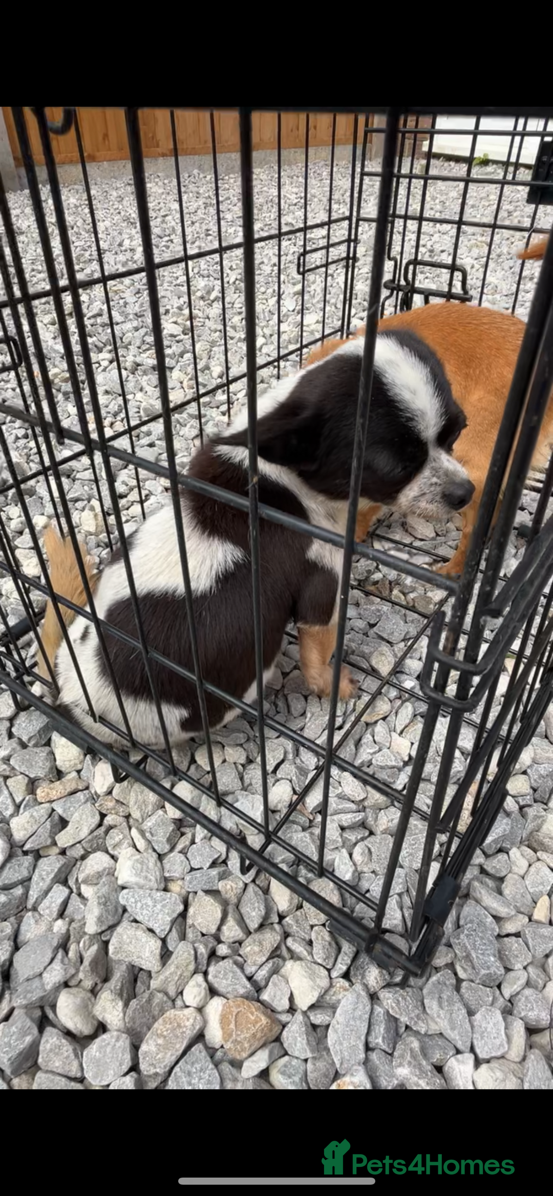Chihuahua dogs for sale: Very Friendly  - Image 1