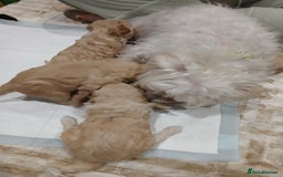 Maltipoo dogs for sale: Maltypoo pups - Image 6