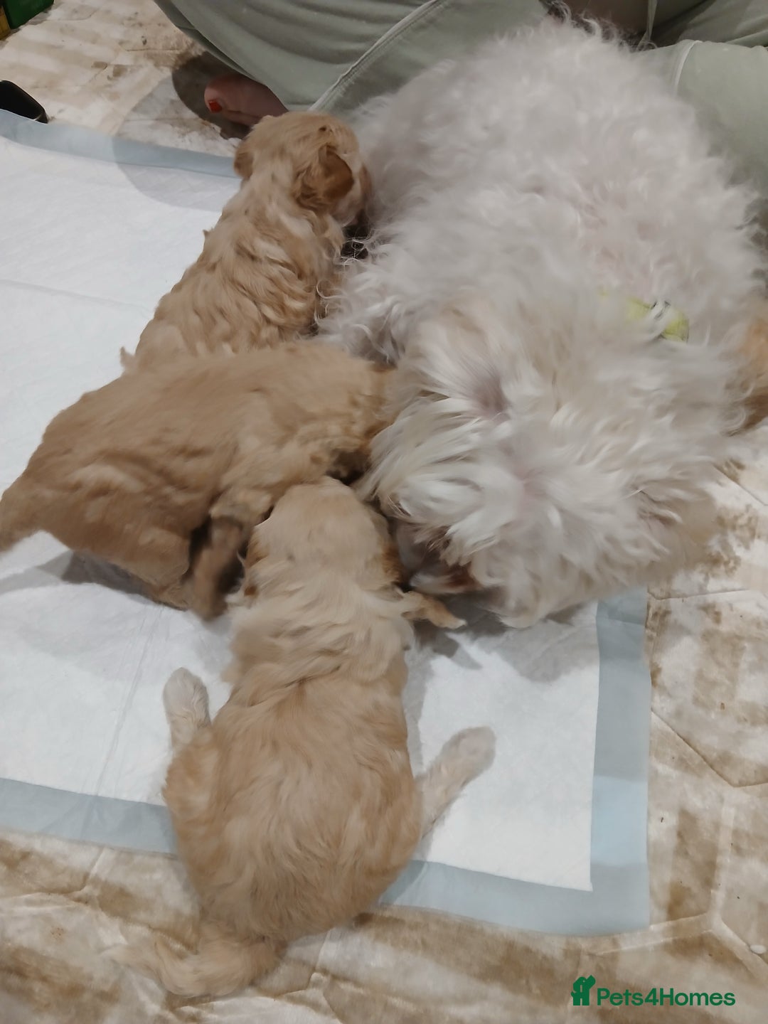 Maltipoo dogs for sale: Maltypoo pups - Image 6