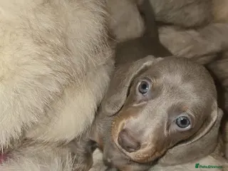 Miniature Dachshund dogs KC Miniature Dachshunds ready in a few days! - Advert 16