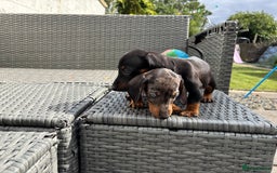 Dachshund dogs for sale: Miniature dachshunds ready now 💗 - Image 33
