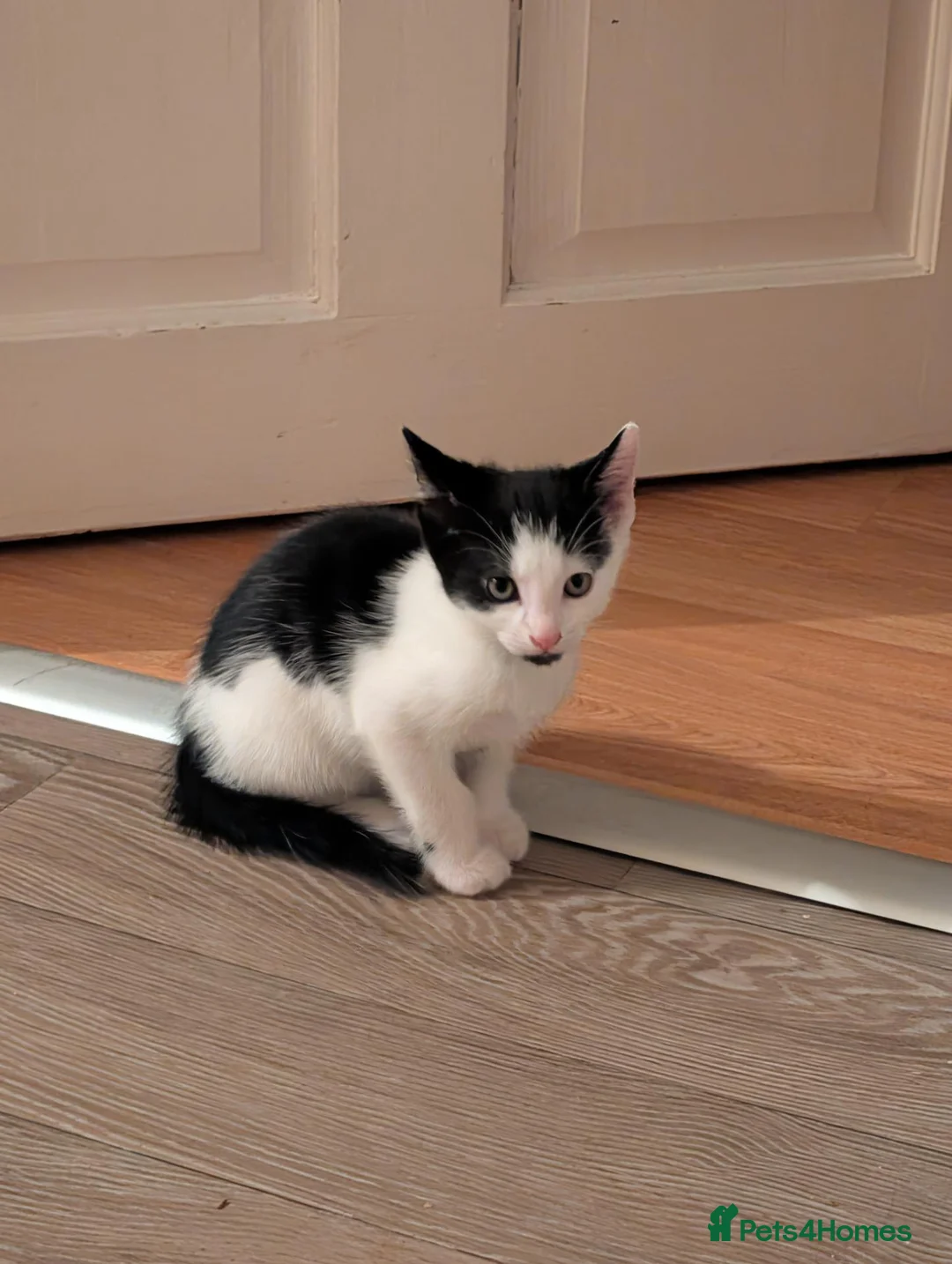 Mixed Breed cats for sale: Male kitten - Advert 2