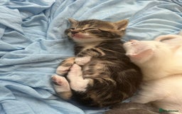 Mixed Breed cats for sale: Kittens Available to Reserve - Image 12