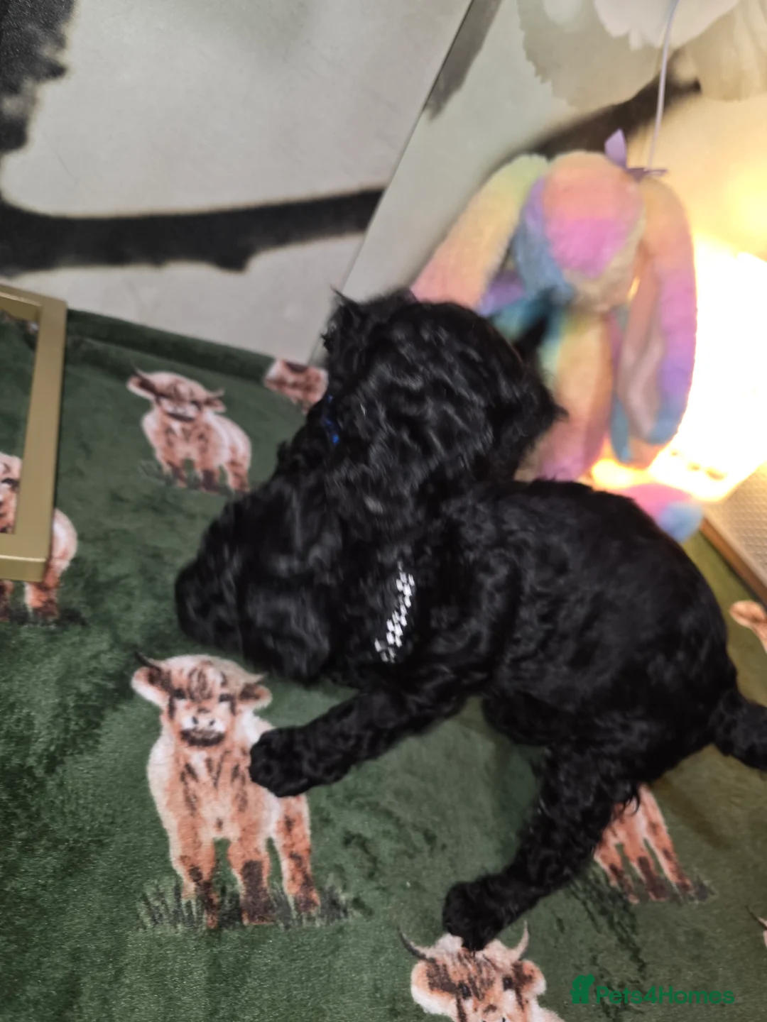 Mixed Breed dogs for sale: Hybrid miniture/toy poodle  - Advert 6