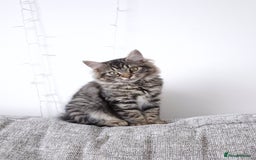 Ragdoll cats for sale: 6 month old female kitten - Image 1