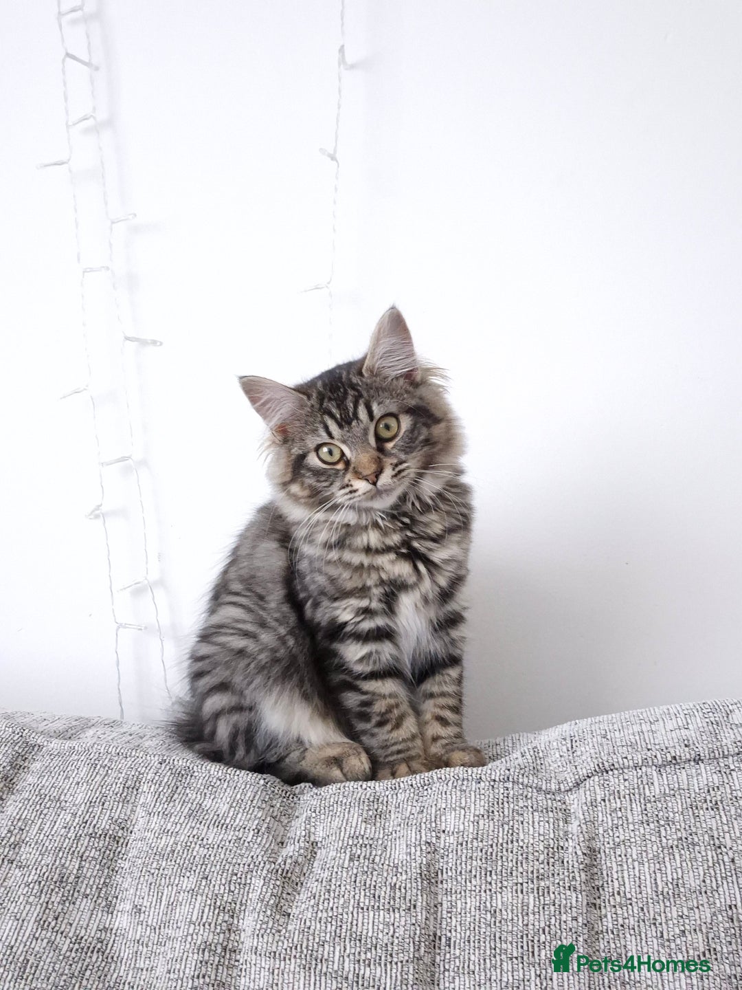 Ragdoll cats for sale: 6 month old female kitten - Image 1