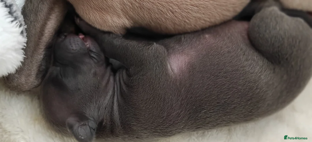 Italian Greyhound dogs for sale: KC Registered - European Lineage - Health Tested  - Advert 12