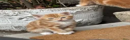 Bengal cats for sale: 5 beautiful mixed Bengal and Russian Angora. - Advert 11