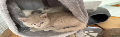 British Shorthair Kitten 3