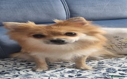 Pomeranian dogs for sale: 3 male Pomeranian puppies, 1 cream, 2 cream sable. - Image 16