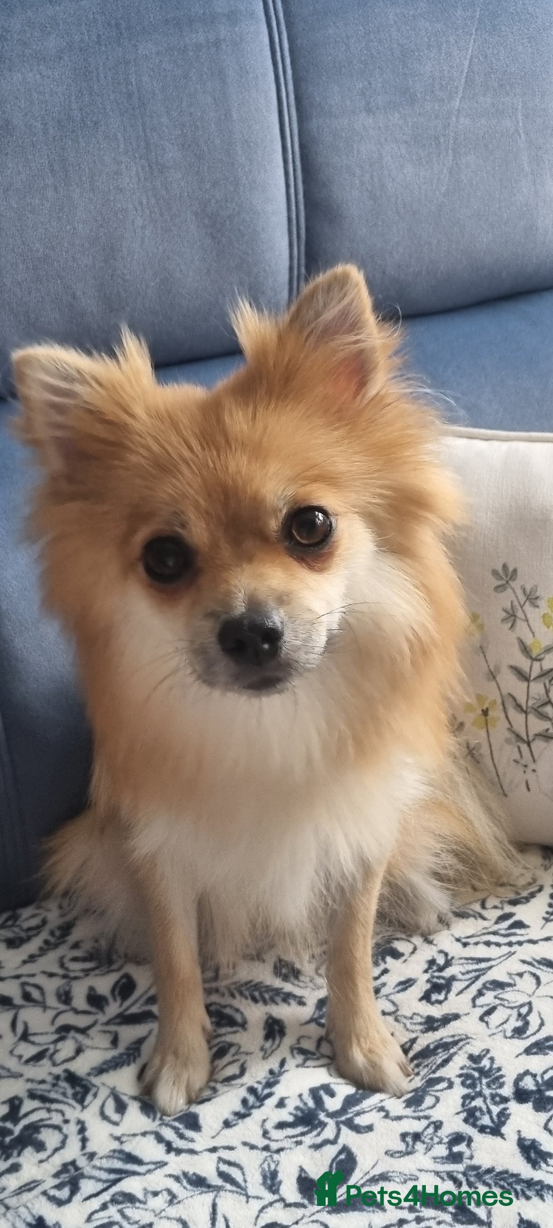 Pomeranian dogs for sale: 3 male Pomeranian puppies, 1 cream, 2 cream sable. - Image 16