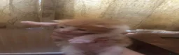 Mixed Breed cats for sale: 5 beautiful kittens  - Advert 6