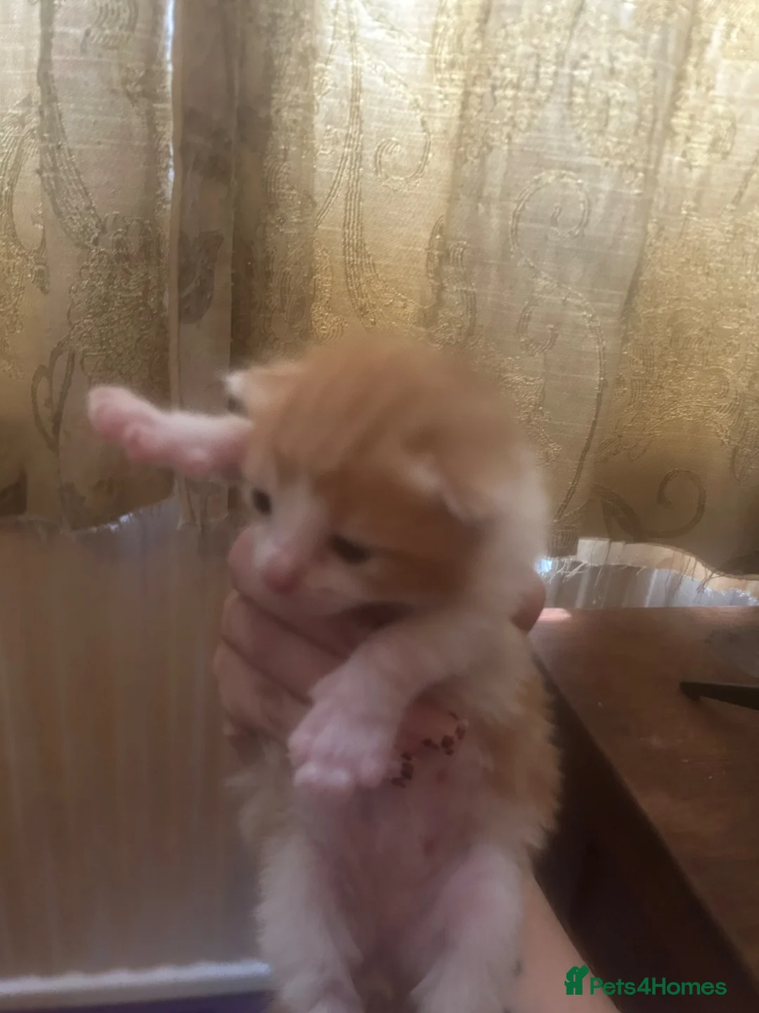 Mixed Breed cats for sale: 5 beautiful kittens  - Advert 6