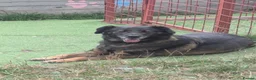 Mixed Breed dogs for adoption: Bruce & Kal - Advert 2