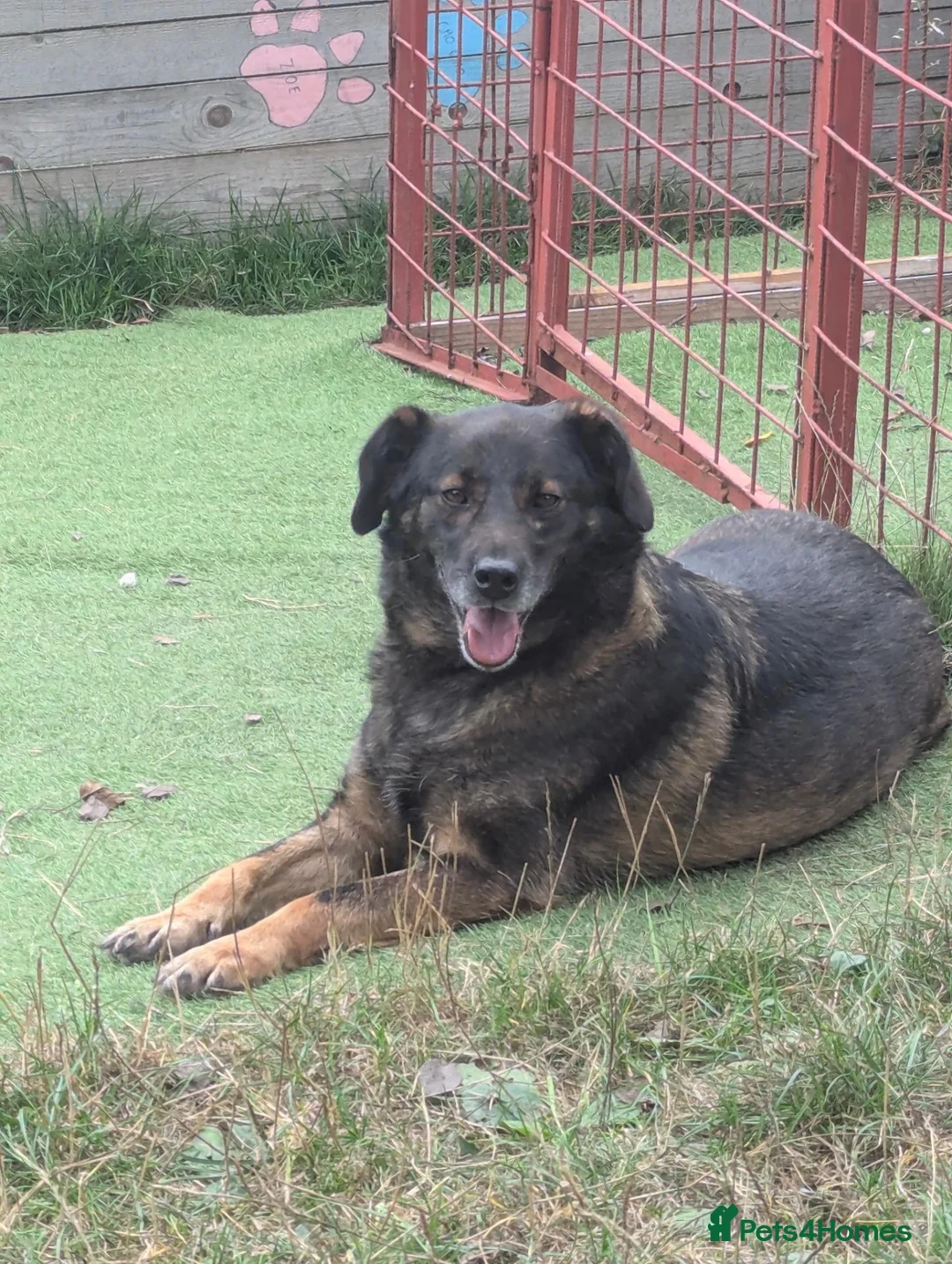 Mixed Breed dogs for adoption: Bruce & Kal - Advert 2