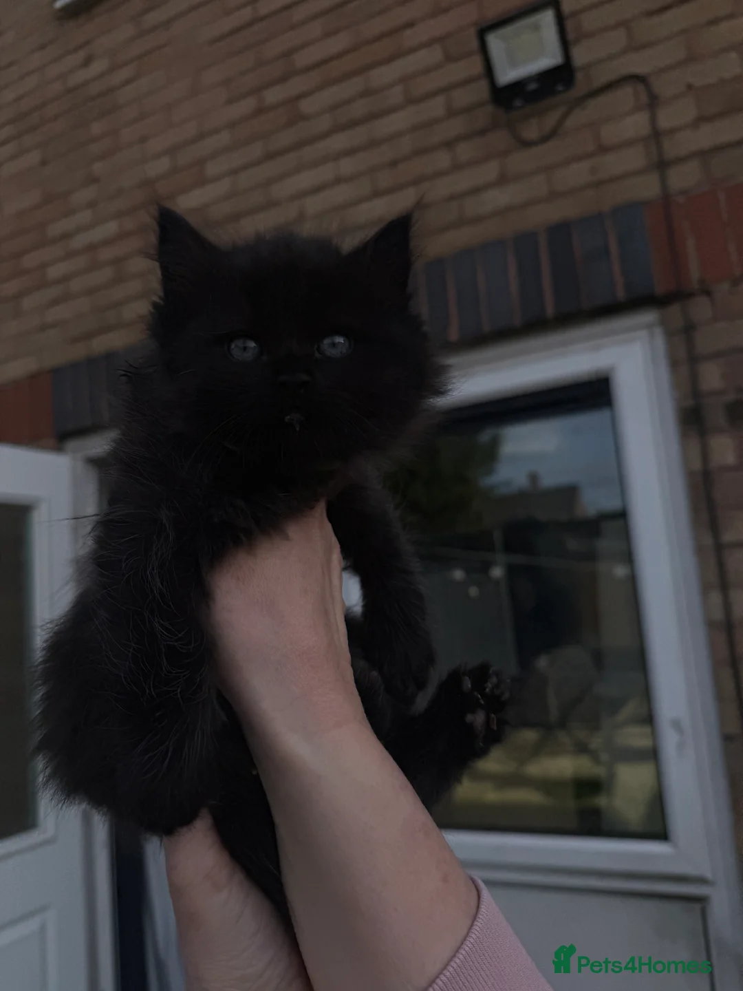 Ragdoll cats for sale: Ragdoll x British short hair - Advert 16