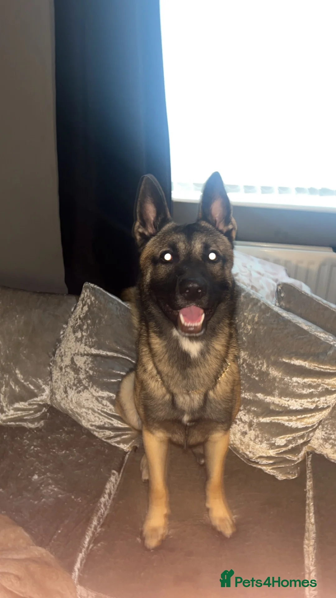 Belgian Shepherd Dog dogs for sale: Male Belgian Mali  in Darlington - Advert 2