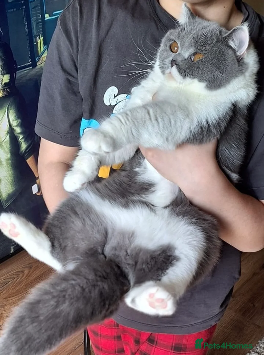 British Shorthair cats for sale: Beautiful British shorthair girl - Advert 1