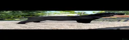 Labrador Retriever dogs for sale: Show Labrador puppies  in Sevenoaks - Advert 4