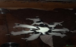 Jack Russell dogs for sale: KC Jack Russell pups, DNA Clear- LOA, SCA, PLL - Image 7