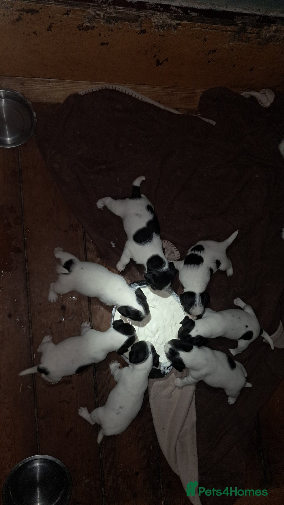 Jack Russell dogs for sale: KC Jack Russell pups, DNA Clear- LOA, SCA, PLL - Image 7