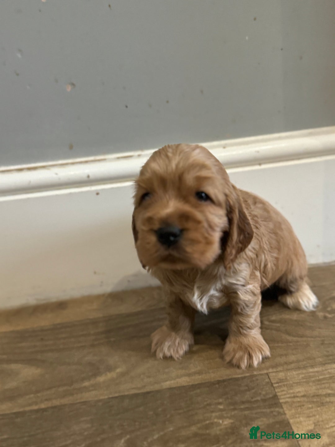 Cocker Spaniel dogs for sale: Exceptional litter of Show Type Cocker Spaniels - Advert 13
