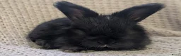 Angora rabbits for sale: Baby angoras - Advert 2
