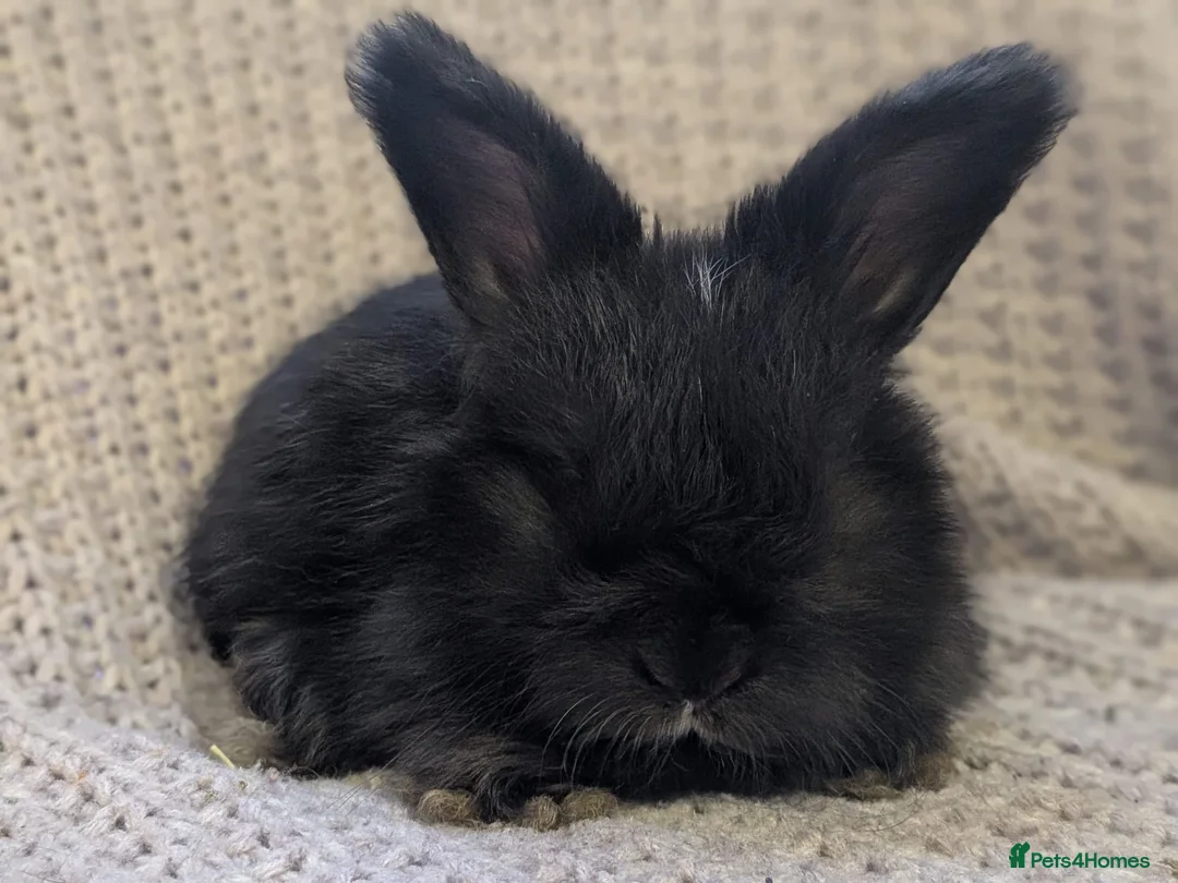 Angora rabbits for sale: Baby angoras - Advert 2