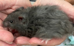 Hamster rodents for sale: Baby Syrian hamsters from show stock  - Image 32