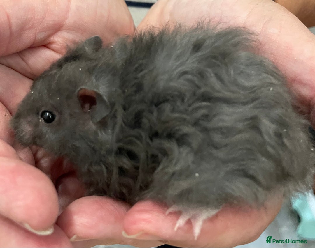 Hamster rodents for sale: Baby Syrian hamsters from show stock  - Image 32