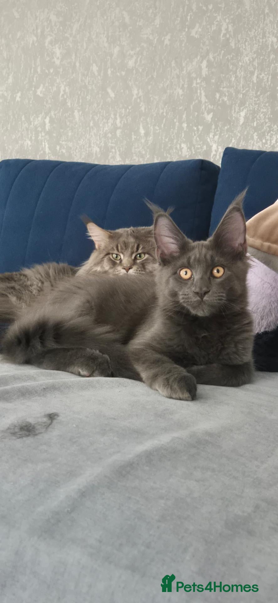 Maine Coon cats Maine Coon kittens AVAILABLE (Large) ready now - Advert 2