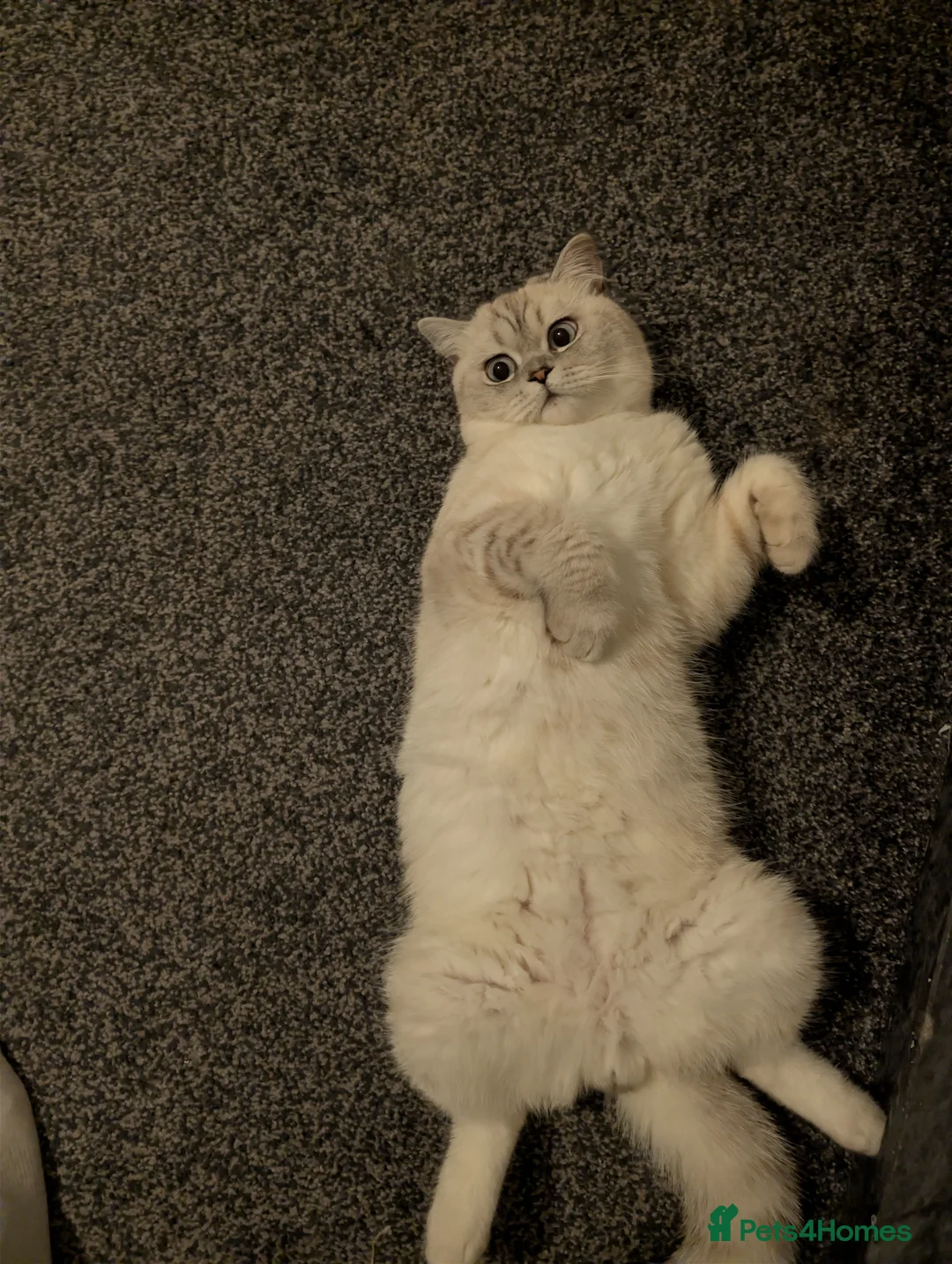 British Shorthair cats for stud: British Shorthair Stud - Advert 2