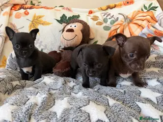 Chihuahua dogs Stunning Chihuahua Puppies - Final puppies - Advert 4