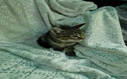 British Shorthair cats for sale:  Lovely 3 tabby male & 3 black female kittens. - Image 16