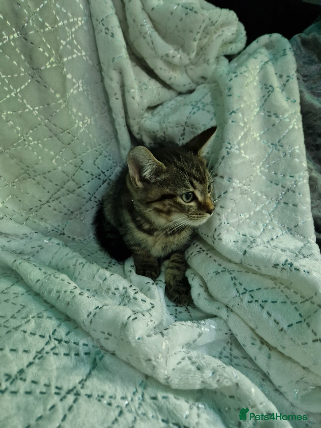 British Shorthair cats for sale:  Lovely 3 tabby male & 3 black female kittens. - Image 16