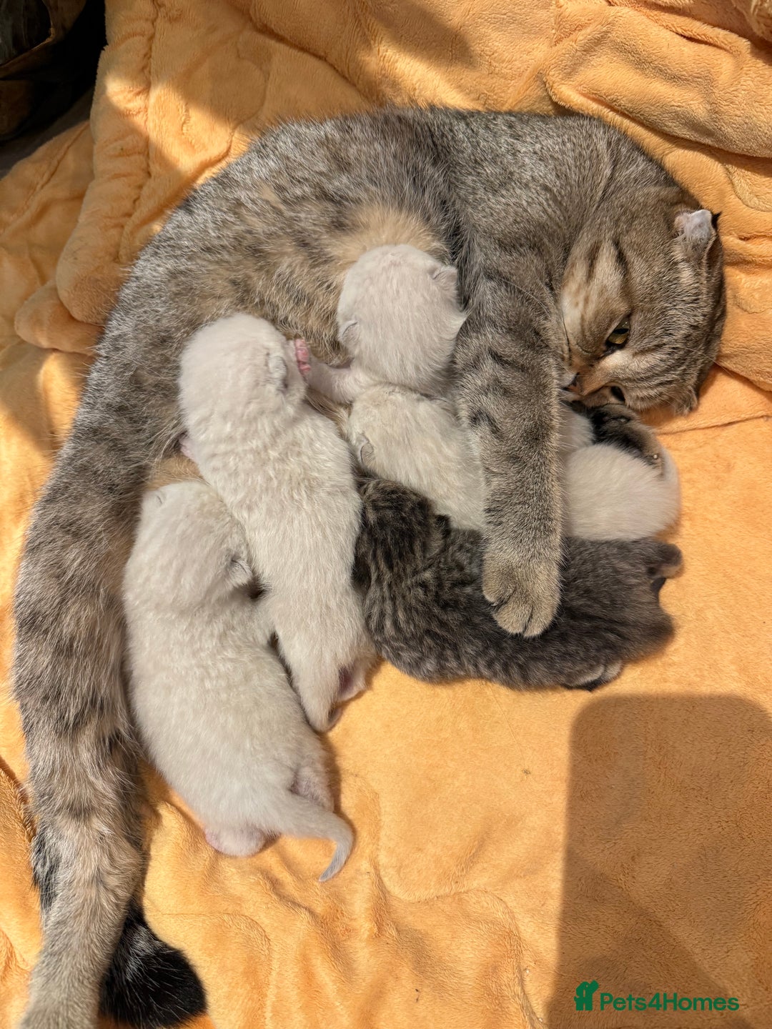 Scottish Fold cats for sale: Scottish Fold Kittens  - Advert 2