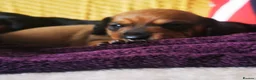 Miniature Dachshund dogs for sale: KC Stunning litter of girls 💗 - Advert 12